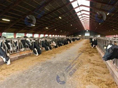 금속 조립식 카우 셰드 건물